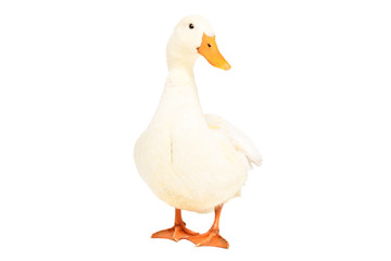 Beautiful duck standing isolated on a white background