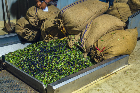 Harvested olives loading from sacks to press hopper in olive oil mill in Crete.