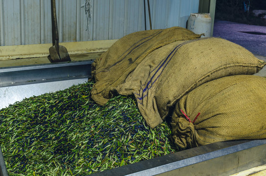 Harvested olives loading from sacks to press hopper in olive oil mill in Crete.