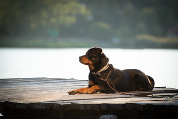 Cute dog from the dog's shelter resting on sunset