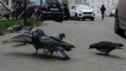 City pigeons fight for bread