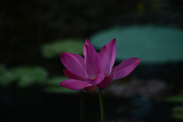Obraz premium Lotus flower in the garden