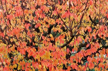 Herbstlicher Strauch