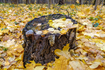 Bright yellow autumn leaves on an old rotten birch stump in a forest glade in the fall. Fading autumn nature.