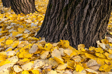 A carpet of yellow autumn leaves at the base of the poplar trunk. The beauty of autumn nature. The contrast of color.