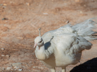 Wildlebender weißer Pfau, im Pfauenwald Plaka auf Kos Griechenland