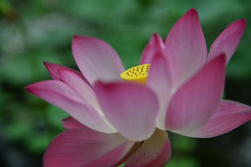 Lotus flower in the garden