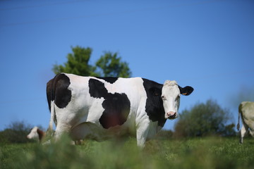 Vaches en Bretagne