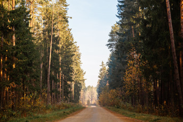 Autumn forest road. Rays of sunlight shine through the branches of trees.