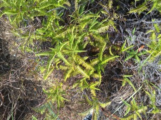 Alive and dead fern plants.