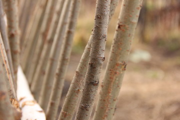 Willow weaving as a low barrier or garden fence in the countryside
