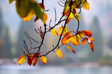 Orange autumn leaves on branch of tree