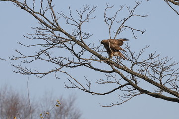 Black kite (Milvus migrans) on the tree branch on sky background. Bird of prey in the wilds.