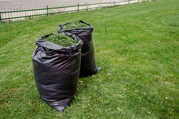 Mowing a household garden lawn with black bag of grass clippings.