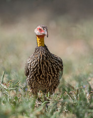 Yellow Necked Spurfowl, Pternistis leucoscepus,  Kenya, Africa