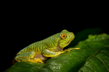 Juvinile of malabar Gliding Frog, Rhacophorus malabaricus, Munnar, Kerala, India