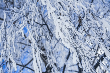 Hanging tree branches covered with thick snow after snowfall in winter