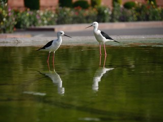 Two Black and white birds reflected in the waters of a pond at a park