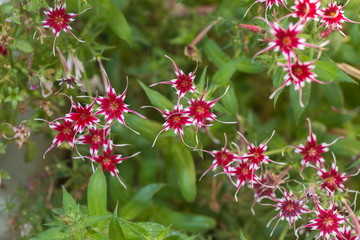 Garden Flowers, Sikkim, India