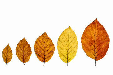 Buchenblätter (Fagus) mit Herbstfärbung und Textfreiraum