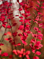 Beautiful red bushes decorative barberry close-up. Bright autumn foliage. Beautiful bokeh.