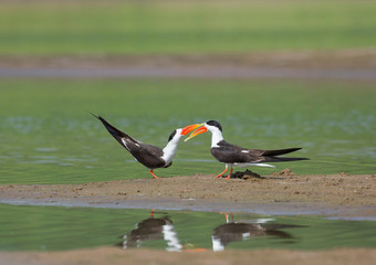 Black skimmers, Rynchops niger Courtship, Chambal River, Rajasthan, India