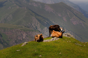 Mountain landscape, Caucasus, Georgia