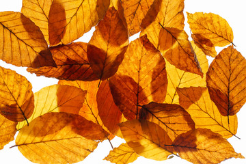 Buchenblätter (Fagus) mit Herbstfärbung