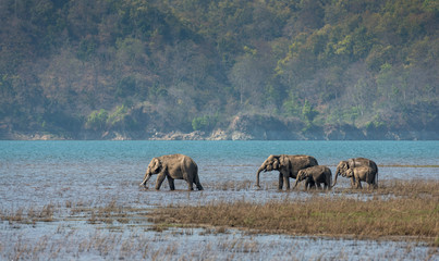 Elephants in Ramnanga River, Dhikala, Corbett, India © RealityImages
