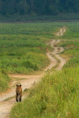 Obraz na płótnie Canvas Tigress heading for Deers, Dhikala, Corbett, India
