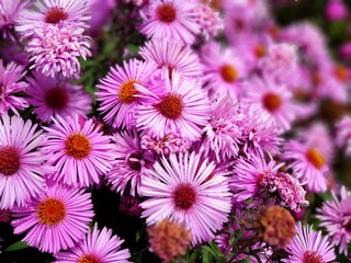 flowers in the garden