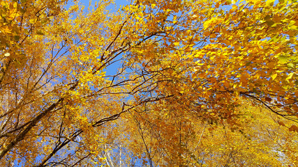 Branches of autumn birch tree with bright yellow leaves