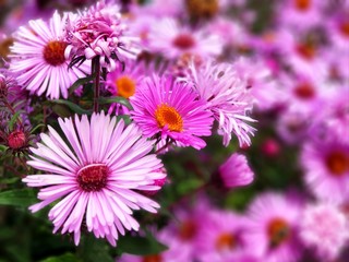 Fototapeta premium flowers in the garden