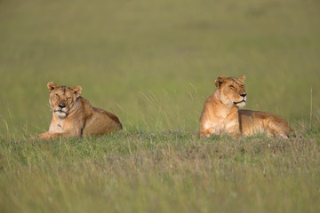 Lioness, Panthera leo sitting on grass mount, Africa