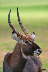 Obraz premium Waterbuck Male, Kobus ellipsiprymnus, Africa