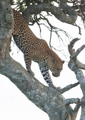 Leopard Climbing Down Tree, Maasai Mara, Africa
