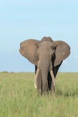 Fototapeta na wymiar African Elephant, Maasai Mara, Africa