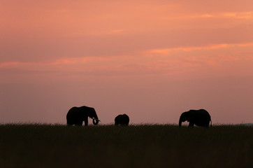 Elephants Silhoutte, Maasai Mara, Kenya, Africa
