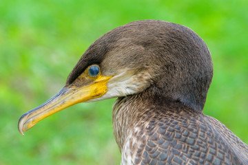 portrait of a duck