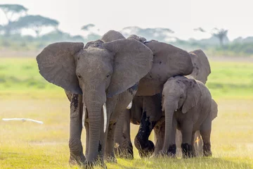 Fotobehang African Elephants, Amboseli National Park, Kenya, Africa © RealityImages