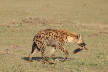 Spotted hyena feeding on old bones.