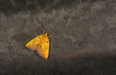 Siglophora Ferreilutea, Noctuidae, Meghalaya, India