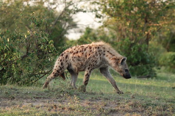Naklejka na ściany i meble Spotted hyena in the african savannah.