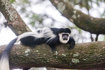 Colobus Monkey, Africa
