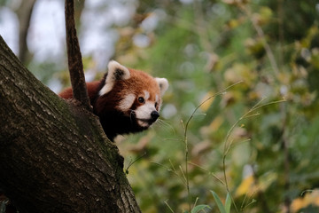 Naklejka premium Kleiner Panda
