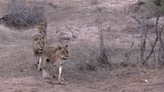 Group of lions walking through frame in dry bushland in South Africa