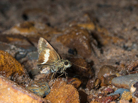 Zema banded Ace, Halpe zema, butterfly Garo Hills, Meghalaya, India