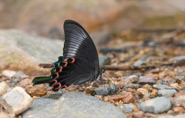 Paris Peacock butterfly Closed winged, Papilio paris, Garo Hills, Meghalaya, India