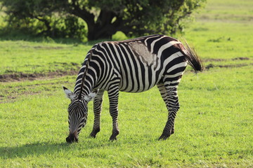 Fototapeta na wymiar Zebra with a spot instead of stripes.