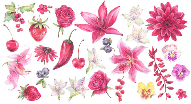 A set of red flowers, berries, lilies and pansy. Hand painted watercolor illustration.